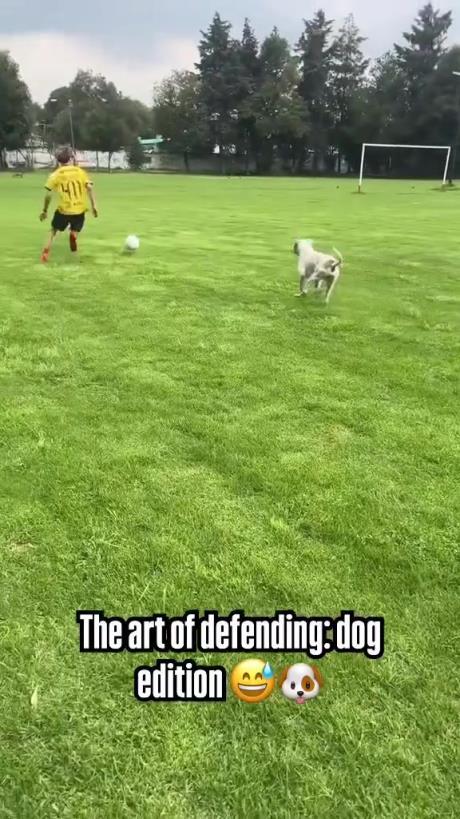 这一下摔的不轻!小狗:让你耍我!